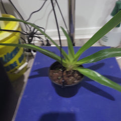 Paph. Gary Romagna x Rothschildianum Night Wish (Multifloral Slipper Orchid)