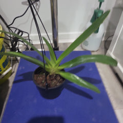 Paph. Gary Romagna x Rothschildianum Night Wish (Multifloral Slipper Orchid)