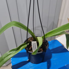 Paph. spiecerianum x Yi Ying Golden Slipper (Mature Healthy Size)