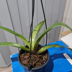 Paph. spiecerianum x Yi Ying Golden Slipper (Mature Healthy Size)