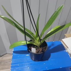 Paph. rothschildianum (Best of 2015 x Canadian Club GM/JOGA)