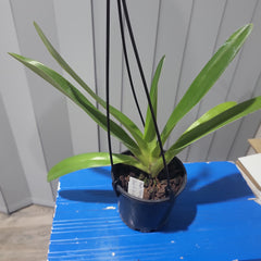 Paph. rothschildianum (Best of 2015 x Canadian Club GM/JOGA)