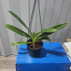 Paph. rothschildianum x Paph. Sunlight Rothschild