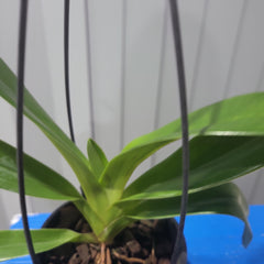 Paph. rothschildianum x Paph. Sunlight Rothschild