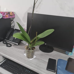 Phalaenopsis Hypnotic Potion (IN BLOOM NOW MERICLONE)