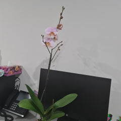 Phalaenopsis Hypnotic Potion (IN BLOOM NOW MERICLONE)