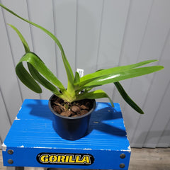 Paph. Michael Koopowitz x Paph.Sanderianum Chaiyu