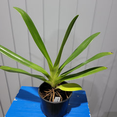 Paph. rothschildianum x sib ( Multifloral )