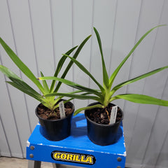 Paph. rothschildianum x sib ( Multifloral )