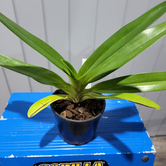 Paph. rothschildianum x sib ( Multifloral )