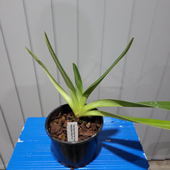 Paph. Hung Sheng Cape Hung Sheng X Wosner Black Wings 'Ferrari'