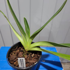 Paph. Hung Sheng Cape Hung Sheng X Wosner Black Wings 'Ferrari'