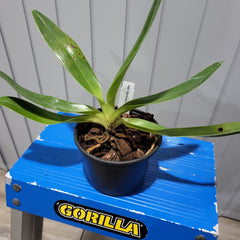 Paph. Orchid Joes Curly Q Jeanies Choice AM/CCM/AOS