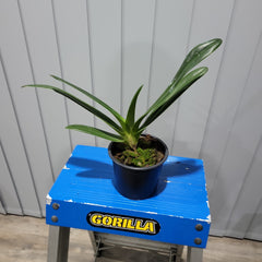 Paph. Hsinying Anita (Lady Isabel 'Lady in Red' x adductum var. anitum 'Ace' AM/AOS)