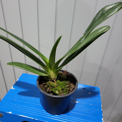 Paph. Hsinying Anita (Lady Isabel 'Lady in Red' x adductum var. anitum 'Ace' AM/AOS)