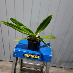 Paph. Michael Koopowitz 'Zephyrus Best' x lowii var. album 'Goldrush' (Multifloral Slipper Orchid)