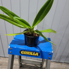 Paph. Michael Koopowitz 'Zephyrus Best' x lowii var. album 'Goldrush' (Multifloral Slipper Orchid)