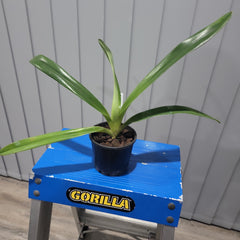 Paph. Yang-Ji Diamond Pentarch x Rothschildianum (Humongous)