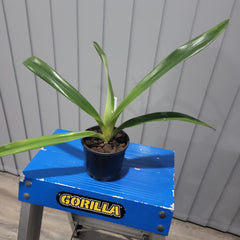 Paph. Yang-Ji Diamond Pentarch x Rothschildianum (Humongous)