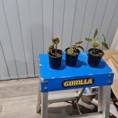 Jewel Orchid (Macodes Sanderiana) Rare