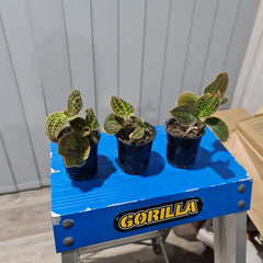 Jewel Orchid (Macodes Sanderiana) Rare
