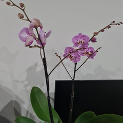 Phalaenopsis Black Stripes (BLOOMING!!!)