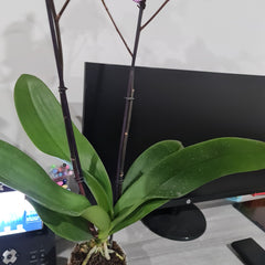 Phalaenopsis Black Stripes (BLOOMING!!!)