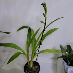 Zygopetalum Pimpala X Zygo. Artur Elle