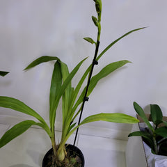 Zygopetalum Pimpala X Zygo. Artur Elle