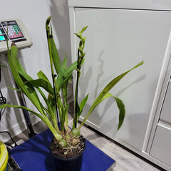 Zygopetalu Pimpala X Adelaide Meadows X Titanic