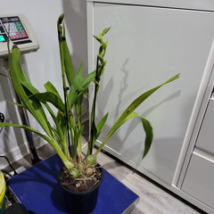 Zygopetalu Pimpala X Adelaide Meadows X Titanic