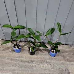 Cattleya Hawaiian Passion X Catt. guttata var. leopoldii X Catt. tigrina (Burleigh Dark)