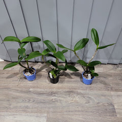 Cattleya Hawaiian Passion X Catt. guttata var. leopoldii X Catt. tigrina (Burleigh Dark)