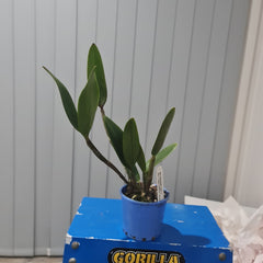 Cattleya Elizabeth Calor X Blc. Topaz Sublime 'Tall & Icy'