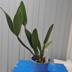 Cattleya Elizabeth Calor X Blc. Topaz Sublime 'Tall & Icy'