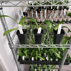 Paphiopedilum Boucles Blondes