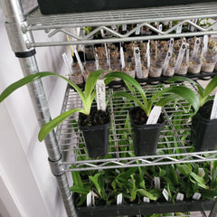 Paphiopedilum Boucles Blondes