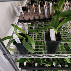 Paphiopedilum Bel Royal (kolopakingii 'Fernbrook' x rothschildianum 'Ranau')