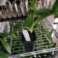 Paphiopedilum Bel Royal (kolopakingii 'Fernbrook' x rothschildianum 'Ranau')