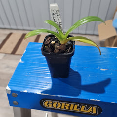 Paph. Spiderman (Michael Koopowitz x adductum)