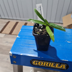 Paphiopedilum Angel Hair (P. St. Swithin x P. Sanderianum)