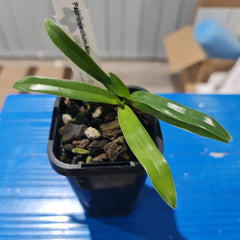 Paphiopedilum Angel Hair (P. St. Swithin x P. Sanderianum)