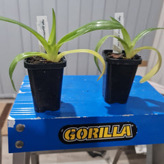 Paph, gigantifolium 'Cheng' x self