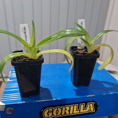 Paph, gigantifolium 'Cheng' x self