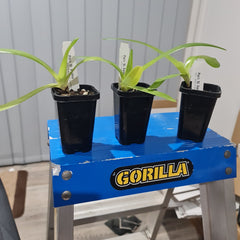 Paph. St. Swithin (rothschildianum x philippinense var. album) MULTIFLORAL