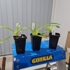 Paph. St. Swithin (rothschildianum x philippinense var. album) MULTIFLORAL