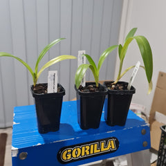 PAPH. MIRJAM BAUCH (GIGANTIFOLIUM X LOWII) MULTIFLORUS TYPE