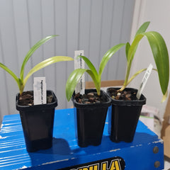 PAPH. MIRJAM BAUCH (GIGANTIFOLIUM X LOWII) MULTIFLORUS TYPE