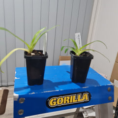 Paph godefroyae x Paph rothschildianum (RARE HARD TO FIND)