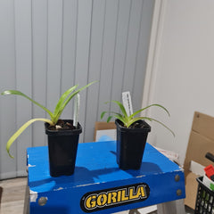 Paph godefroyae x Paph rothschildianum (RARE HARD TO FIND)